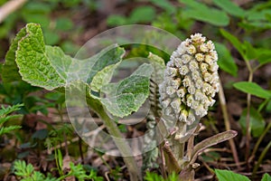 Inflorescences of butterbur, pestilence wort, Petasites hybridus.Blossom, Common butterbur. A blooming butterbur Petasites