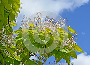 Inflorescences of a catalpa of bignoniyevidny Catalpa bignonioioides Walter against the background of the sky