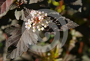 Inflorescences of common ninebark