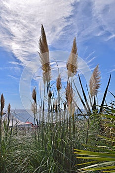 Inflorescences of Cortaderia