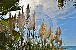 Inflorescences of Cortaderia