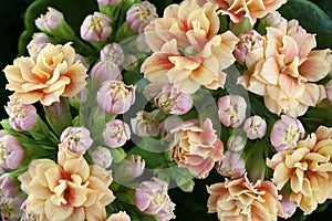 Inflorescences of a decorative indoor plant