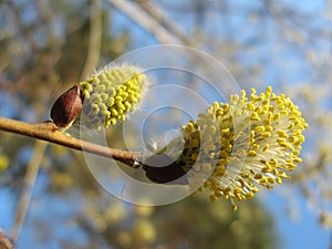 Inflorescences flowering willow