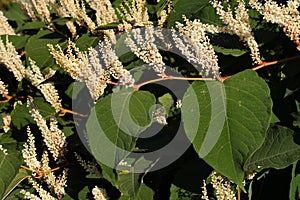 Inflorescences of Giant knotweed Reynoutria sachalinensis in a garden