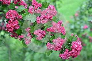 Inflorescences of a hawthorn blood-red Crataegus sanguinea Pall