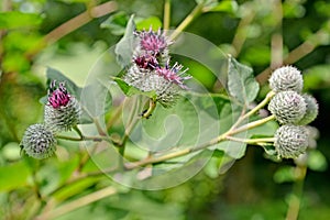 Inflorescences of the large bladder Arctium lappa L photo