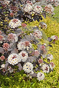 Inflorescences and leaves of the culinary bubbler Physocarpus opulifolius, Diabolo or Purpureus variety