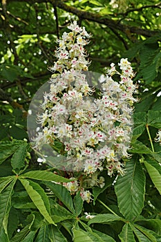 Inflorescences and leaves of horse chestnut