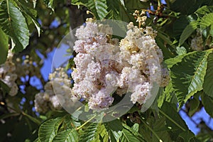 inflorescences and leaves of horse chestnut baumannii