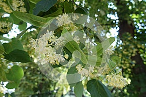 Inflorescences of lime tree in summer