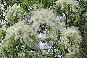 Inflorescences of manna ash photo