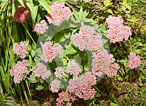 Inflorescences of Ochitok Latin. Sedum telephum or hare cabbage