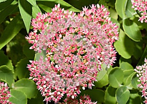 Inflorescences of Ochitok Latin. Sedum telephum or hare cabbage