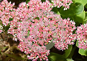 Inflorescences of Ochitok Latin. Sedum telephum or hare cabbage