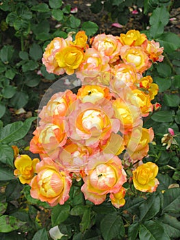 Inflorescences of orange small rose flowers between rich green leaves on the bush