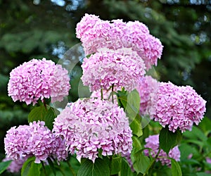 Inflorescences of a pink hydrangea Hydrangea L., close up