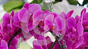 Inflorescences of purple orchids