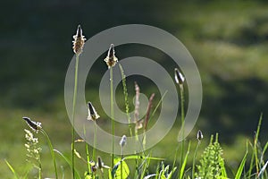 Inflorescences from ribwort plantain Plantago lanceolata again photo