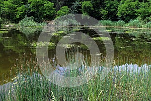 Inflorescences Schoenoplectus lacustris Scirpus in a pond photo