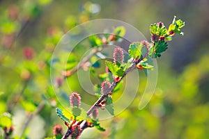 Inflorescences and shoots on the branches of dwarf birch (Betula nana)