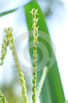 Inflorescences and stamens of corn stalks planted in an organic farm.  close-up