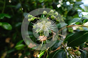 Inflorescences of Syzygium paniculatum, aka the magenta lilly pilly or magenta cherry. photo