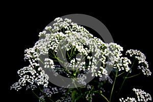 Inflorescences umbellate plants on black photo