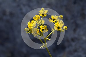 Inflorescences of Wall rue, Fringed rue, Ruta chalepensis photo