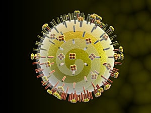 Influenza virus