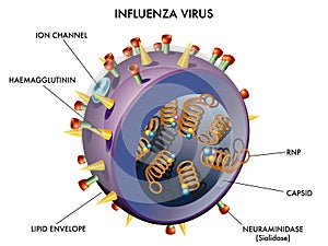 Influenza Virus photo