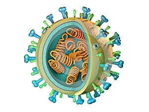 Influenza virus diagram