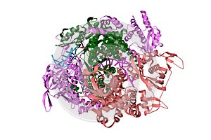 Influenza A virus H7N9 polymerase elongation complex. Ribbons diagram with differently colored protein chains. photo