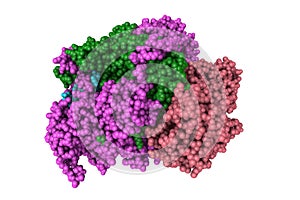 Influenza A virus H7N9 polymerase elongation complex. Space-filling molecular model. 3d illustration photo