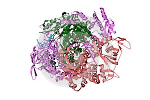 Influenza A virus H7N9 polymerase elongation complex. Ribbons diagram with differently colored protein chains.