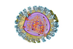 Influenza virus illustration