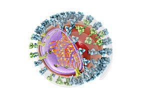 Influenza virus illustration