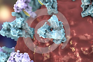 Influenza virus illustration