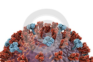 Influenza virus illustration