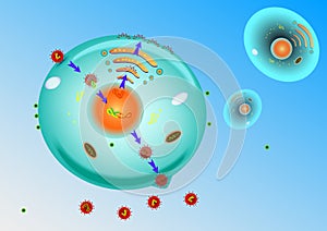 Influenza Virus Replication