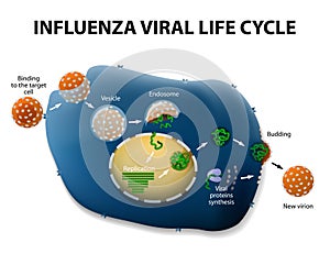 Influenza Virus Replication Cycle