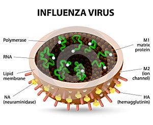 Influenza virus. photo