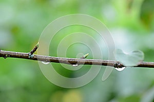 The influx of pods on a bare twig