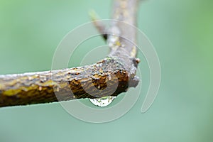 The influx of pods on a bare twig