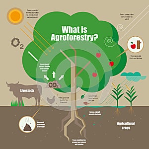 Infographic of the concept of Agroforestry system