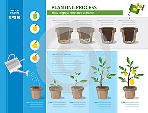 Infographic concept of planting process in flat design. How to grow citrus tree at home easy step by step. Illustration of ceramic