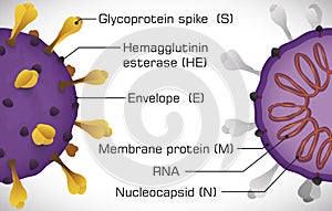 Infographic Depicting the Coronavirus Structure, Vector Illustration