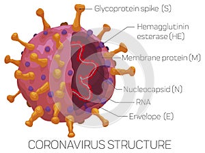 Infographic Depicting the External and Internal Coronavirus Structure, Vector Illustration