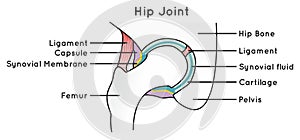 Infographic diagram of hip joint anatomy with parts labeled