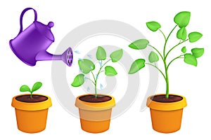 Infographic different stages of young plants growing up with the watering can. Vector botanical illustration of green sprout with