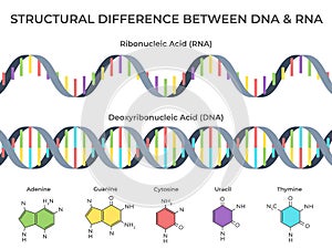 Infographic DNA and RNA spiral. Ribonucleic vs deoxyribonucleic acid structure, genetic structure and scientific vector photo